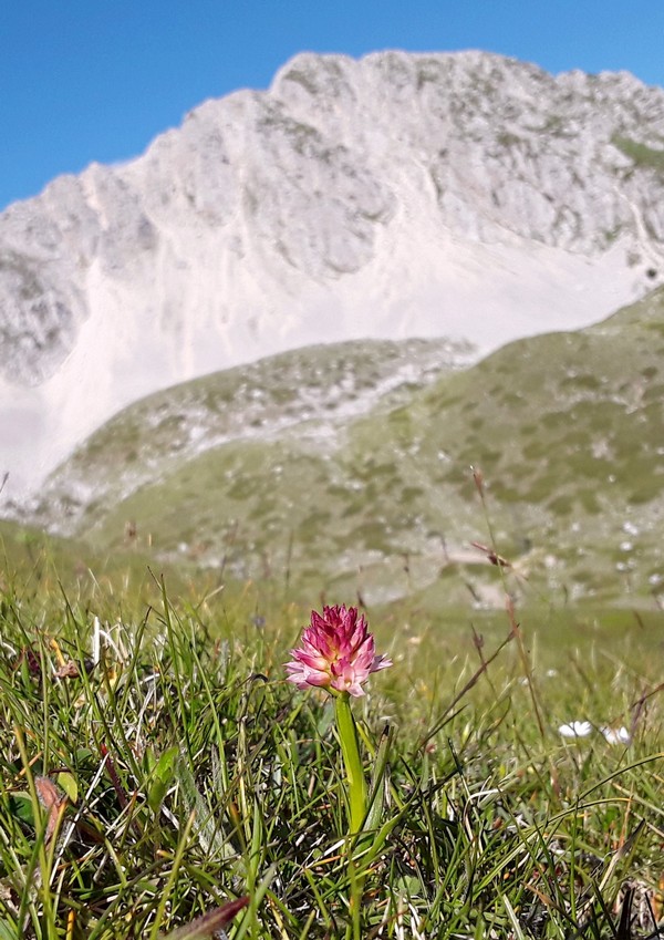 er Terminillo: la Nigritella widderi e altre orchidee sulla montagna di Roma.